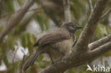 Brown Babbler (Turdoides plebejus)