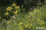 Alpine Ragwort (Senecio ovatus)