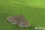 Schaduwsnuituil (Herminia tarsicrinalis)