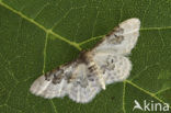 Schaduwstipspanner (Idaea vulpinaria)