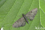 Schermbloemdwergspanner (Eupithecia tripunctaria)