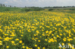 Scherpe boterbloem (Ranunculus acris)