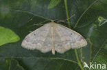 Schildstipspanner (Idaea biselata)