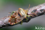 Parent Bug (Elasmucha grisea)