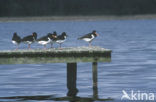 Oystercatcher (Haematopus ostralegus)