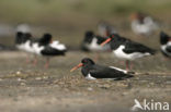 Oystercatcher (Haematopus ostralegus)