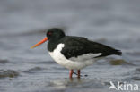 Oystercatcher (Haematopus ostralegus)