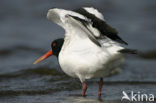 Oystercatcher (Haematopus ostralegus)