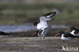 Oystercatcher (Haematopus ostralegus)