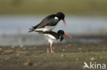 Oystercatcher (Haematopus ostralegus)