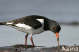 Oystercatcher (Haematopus ostralegus)