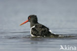 Oystercatcher (Haematopus ostralegus)