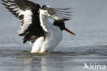 Oystercatcher (Haematopus ostralegus)