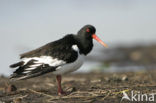 Oystercatcher (Haematopus ostralegus)