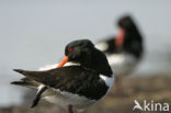 Oystercatcher (Haematopus ostralegus)