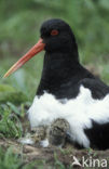 Scholekster (Haematopus ostralegus)