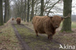 Highland Cow (Bos domesticus)