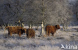 Highland Cow (Bos domesticus)