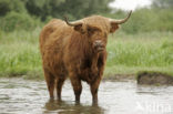 Highland Cow (Bos domesticus)