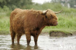 Highland Cow (Bos domesticus)