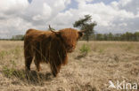 Highland Cow (Bos domesticus)