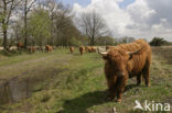 Highland Cow (Bos domesticus)