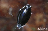 Whirligig beetle (Gyrinus substriatus)