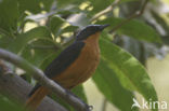 White-crowned Robin-Chat (Cossypha albicapilla)