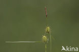 Schubzegge (Carex lepidocarpa) 