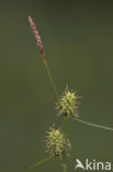 Schubzegge (Carex lepidocarpa) 