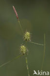 Schubzegge (Carex lepidocarpa) 