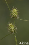 Schubzegge (Carex lepidocarpa) 