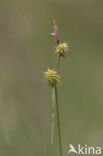 Schubzegge (Carex lepidocarpa) 