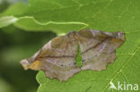 Seringenvlinder (Apeira syringaria)