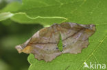 Lilac Beauty (Apeira syringaria)