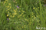 Sikkelgoudscherm (Bupleurum falcatum)