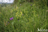 Sikkelgoudscherm (Bupleurum falcatum)