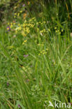 Sikkelgoudscherm (Bupleurum falcatum)