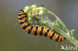 The Cinnabar (Tyria jacobaeae)