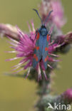 Six-spot Burnet (Zygaena filipendulae)