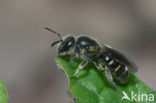 Slanke groefbij (Lasioglossum fulvicorne)