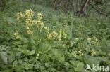 Slanke sleutelbloem (Primula elatior)