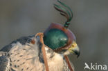 Slechtvalk (Falco peregrinus) 