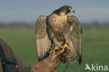 Peregrine Falcon (Falco peregrinus)