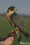 Peregrine Falcon (Falco peregrinus)