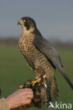 Peregrine Falcon (Falco peregrinus)