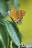 Sleedoornpage (Thecla betulae) 