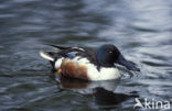 Northern Shoveler (Anas clypeata)