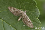 Smalvleugeldwergspanner (Eupithecia nanata)