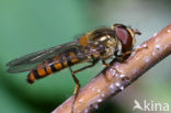 Marmelade Fly (Episyrphus balteatus)